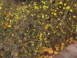 Image result for Jasminum breviflorum