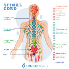 Male Spine Diagram Reading Industrial Wiring Diagrams