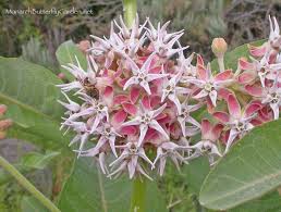Find Milkweed Plants And Milkweed Seeds For Monarchs 25 Milkweed Plant Milkweed Flower Monarch Butterfly Garden