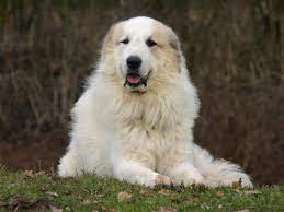 4274 animaux à adopter : Chien De Montagne Des Pyrenees Caractere Prix Alimentation Sante Fiche Race Chien