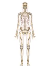 It looks like ivory and is extremely strong. Skeletal System Labeled Diagrams Of The Human Skeleton