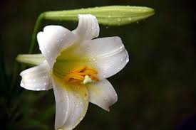 It's also one of the plants toxic to dogs and cats. Are Easter Lilies Poisonous To Dogs The Dog People By Rover Com