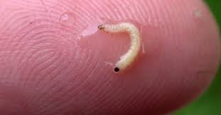 Image result for Pyrethroid