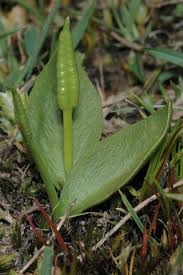 Image result for Ophioglossum thomasii
