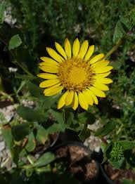 Image result for Cienfuegosia gerrardii