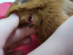 Guinea Pig Abscess Treatment The Guinea Pig Forum
