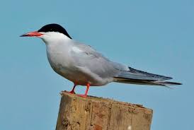 Image result for tern