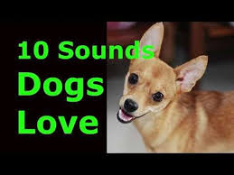Sound That Makes Dog Tilt Head Left Right Prank Your Dog Excite Your Dog Youtube Dogs Diy Dog Stuff Dog Love