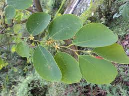 Image result for Cleistanthus schlechteri