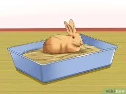 Dyk nz pet owners spend $389m on vets every year? 4 Ways To Care For Sussex Rabbits Wikihow