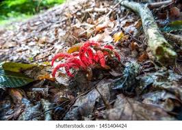 Image result for Pseudocolus schellenbergiae