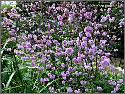 Full size picture of yunnan meadow rue, chinese meadow rue 'hewitt's double' (<i>thalictrum delavayi</i>). Thalictrum Delavayi Hewitt S Double