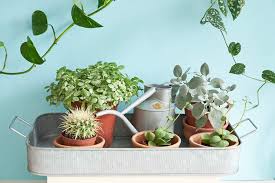 For a plant to be healthy, its roots need to penetrate deeply into the soil. How To Water Your Indoor Plants The Right Way The Houseplant Urban Jungle Blog