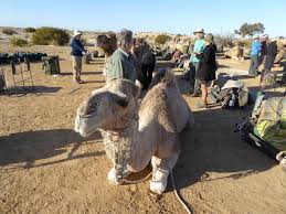 I hope to go on a trip round the (world/earth) one day. Walking Wanderings Spain Camino Levante 14 Siem Reap 14 Simpson Desert 14 Camino Frances 14 Myanmar By Bike 13 Via De La Plata 13