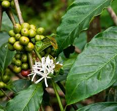 Image result for Coffea schliebenii