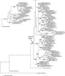 Image result for Cenchrus unisetus