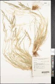 Image result for Sporobolus natalensis