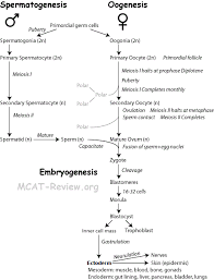 Reproductive System And Development Mcat Review