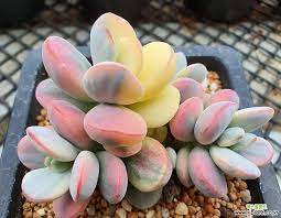Maybe you would like to learn more about one of these? Cotyledon Orbiculata Cv Variegated Cotyledon Orbiculata Colorful Succulents Variegated Plants