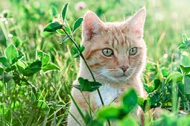 Here are 25 beautiful, aspca approved pet safe houseplants. Toxic Plants To Avoid At Home Cvmbs News