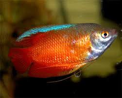Aquariumdomain Com Fish Fish Ponds Tropical Fish