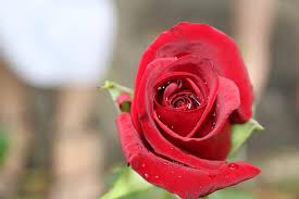 Gambar bunga mawar yang indah. Bunga Mawar Indah Mawar Merah Wallpaper Hd Wallpaperbetter