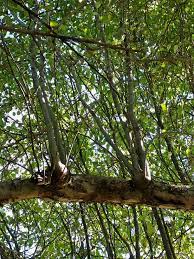 Maybe you would like to learn more about one of these? What Are Water Sprouts Tips For Removing Water Sprouts On Apple Trees