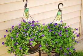 These indoor hanging plants range from varieties with leggy, trailing vines to picks with thick and rubbery foliage. Hanging Torenia Basket Potted Plants In Plain City Oh Plain City Florist
