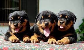 pin de kopek dunyasi en 2021 satilik rottweiler fiyatlari mascotas