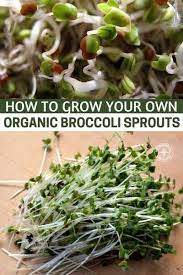 How To Grow Your Own Organic Broccoli Sprouts Sprouting Them At Home Is The Way To Go And This Article Offers Broccoli Sprouts Sprouts Home Vegetable Garden