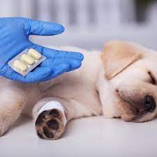 Check spelling or type a new query. Ibuprofen For Dogs Dog Pain Killer Dosage And Uses
