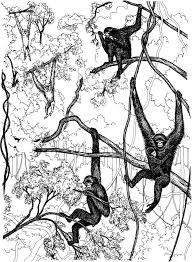 Image result for Hylebates