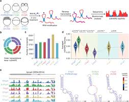 Discover more posts about fnf meme. Rna Structural Dynamics Regulate Early Embryogenesis Through Controlling Transcriptome Fate And Function Genome Biology Full Text