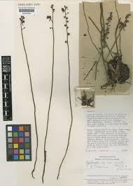 Image result for Genlisea margaretae