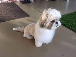 Pin On Shih Tzu S