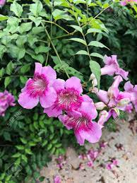 Vine flowers that start with c. Pink Trumpet Vine Or Port St John S Creeper Or Podranea Ricasoliana Or Campsis Radicans Or Trumpet Creeper Or Cow Itch Vine Or Hummingbird Vine Flowers Stock Photo Picture And Royalty Free Image Image