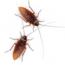 Check spelling or type a new query. Cum Scapam De Gandacii De Bucatarie Specialistii Ro