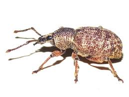 Image result for Otiophora