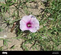 Image result for Ipomoea bolusiana