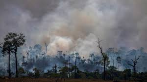 The Animals Caught In The Amazon Fires With Images Amazon Deforestation Deforestation Amazon Rainforest