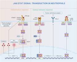 Neutrophil diversity and function in health and disease | Signal  Transduction and Targeted Therapy