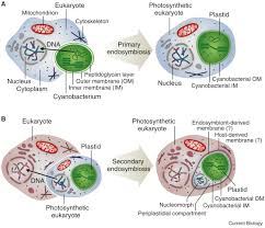 Plants such as apple trees have eukaryotic cells. Endosymbiosis And Eukaryotic Cell Evolution Current Biology