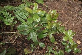 Image result for Embelia libeniana