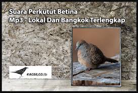 Suara prenjak betina gacor pikat part 2 | download mp3 masteran burung perenjak kepala merah klawu mp3 duration 15:30 size 35.48 mb. Suara Perkutut Betina Mp3 Lokal Dan Bangkok Terlengkap