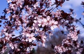 A phenomenal ornamental accent for landscapes that seldom produces fruit. Flowering Plum Trees That Are Sure To Delight Garden Gate Nursery