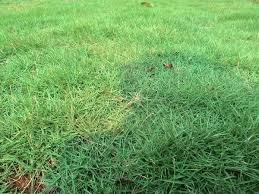 Harga rumput swiss dibanderol pada kisaran rp 40.000 sampai rp 50.000 per meter persegi. Jual Jual Rumput Swiss Rumput Taman Di Lapak Rumah Sehat Bukalapak