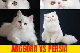 Mempunyai bentuk kepala yang sedikit segitiga, hal ini jika dilihat, kucing persia jenis peaknose mirip dengan flatnose. 11 Perbedaan Kucing Anggora Dan Persia Bagus Mana Kucingklik Com