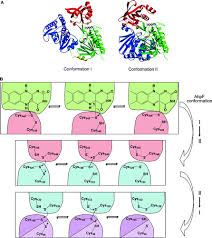 Cysteine Reactivity and Thiol−Disulfide Interchange Pathways in AhpF and  AhpC of the Bacterial Alkyl Hydroperoxide Reductase System