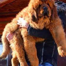 Tibetan Mastiff Puppies For Sale In Hyderabad Big Dog Breeds Big Dogs Dog Breeds