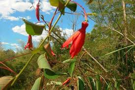 Image result for Viridivia